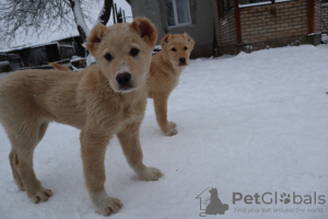 Zdjęcie №2 do zapowiedźy № 38327 na sprzedaż  owczarek kaukaski - wkupić się Białoruś hodowca