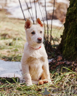 Zdjęcie №1. pies nierasowy - na sprzedaż w Moskova | Bezpłatny | Zapowiedź №167143