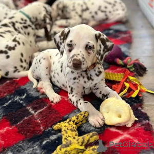 Zdjęcie №3. Schöne Dalmatiner-Welpen.. Niemcy