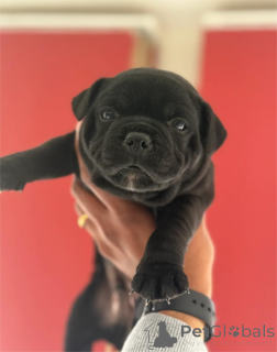 Zdjęcie №1. amerykański pitbulterier - na sprzedaż w Frankfurt | 1674zł | Zapowiedź №154436