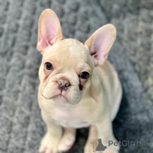 Zdjęcie №1. buldog francuski - na sprzedaż w Nowy Jork | 3707zł | Zapowiedź №175374