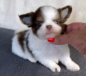 Zdjęcie №3. Toaleta wyszkolona Chihuahua. Estonia