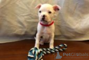 Zdjęcie №2 do zapowiedźy № 129101 na sprzedaż  boston terier - wkupić się Finlandia hodowca