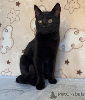 Zdjęcie №2 do zapowiedźy № 164930 na sprzedaż   - wkupić się Białoruś 