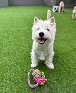 Zdjęcie №3. Purebred West Highland White Terrier Sweet & Playful. Wielka Brytania