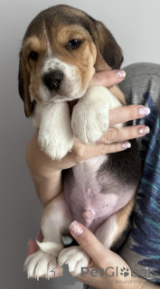 Zdjęcie №2 do zapowiedźy № 101982 na sprzedaż  beagle (rasa psa) - wkupić się USA hodowca