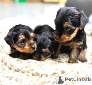 Zdjęcie №2 do zapowiedźy № 176366 na sprzedaż  yorkshire terrier biewer - wkupić się USA hodowca