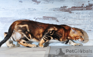 Zdjęcie №2 do zapowiedźy № 7507 na sprzedaż  kot bengalski - wkupić się Federacja Rosyjska od żłobka