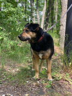 Zdjęcie №3. Najsłodszym prezentem jest szuka domu!. Federacja Rosyjska
