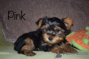 Zdjęcie №2 do zapowiedźy № 168487 na sprzedaż  yorkshire terrier - wkupić się Szwecja prywatne ogłoszenie, hodowca