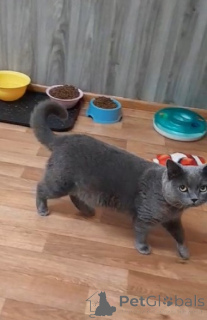 Zdjęcie №3. Kot Zima czeka na troskliwych właścicieli. Federacja Rosyjska