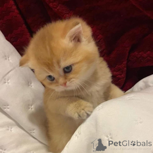 Zdjęcie №3. Samce i samice kociąt szkockich zwisłych. Kocięta. Francja