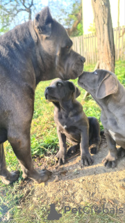 Zdjęcie №1. cane corso - na sprzedaż w Šabac | negocjowane | Zapowiedź №73112