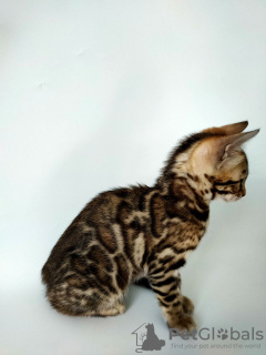 Zdjęcie №4. Sprzedam kot bengalski w Borispol. od żłobka - cena - 3820zł