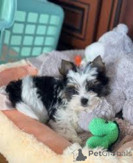 Zdjęcie №2 do zapowiedźy № 162612 na sprzedaż  yorkshire terrier biewer - wkupić się Belgia prywatne ogłoszenie, hodowca