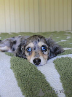 Zdjęcie №1. jamnik - na sprzedaż w Hannover | negocjowane | Zapowiedź №144407