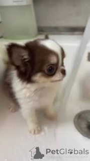 Zdjęcie №3. Chiots Chihuahua do sprzedaży. Belgia