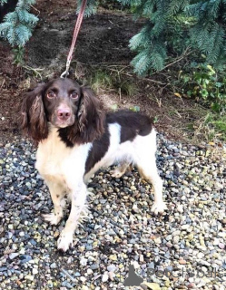 Zdjęcie №4. Sprzedam pies nierasowy w Rzeka Moskwa. prywatne ogłoszenie - cena - Bezpłatny