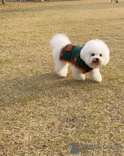 Zdjęcie №1. maltańczyk - na sprzedaż w Berlin | 2631zł | Zapowiedź №167176