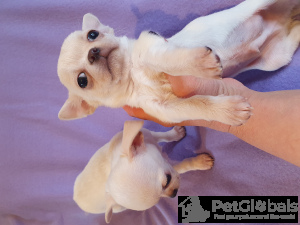 Zdjęcie №3. Uroczy mały chłopiec, szczeniak Chihuahua w Tbilisi i Batumi.. Gruzja