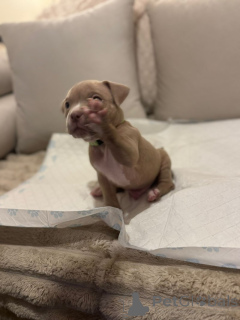 Zdjęcie №4. Sprzedam american bully w Villingen-Schwenningen.  - cena - 4784zł