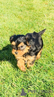 Zdjęcie №1. yorkshire terrier - na sprzedaż w Monachium | 1256zł | Zapowiedź №69774