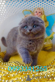 Zdjęcie №1. scottish fold - na sprzedaż w Пршибрам | 43575zł | Zapowiedź № 127486