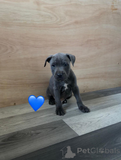 Zdjęcie №3. Pentuja Staffordshire Bullterrier. Finlandia