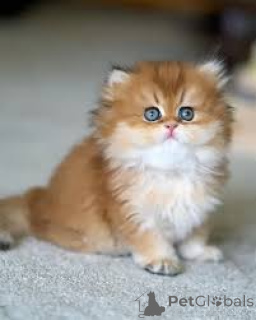 Zdjęcie №4. Sprzedam kot brytyjski długowłosy w Marsylia. prywatne ogłoszenie, hodowca - cena - 2392zł