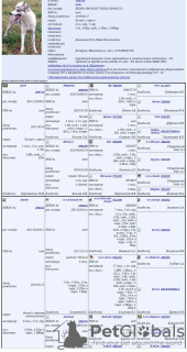 Zdjęcie №4. Sprzedam łajka zachodniosyberyjska w Mińsk. prywatne ogłoszenie - cena - 792zł