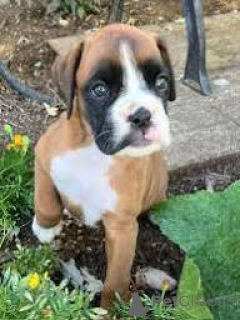 Zdjęcie №2 do zapowiedźy № 165798 na sprzedaż  bokser - wkupić się Włochy prywatne ogłoszenie, hodowca