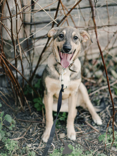 Zdjęcie №1. pies nierasowy - na sprzedaż w Mińsk | Bezpłatny | Zapowiedź №164579