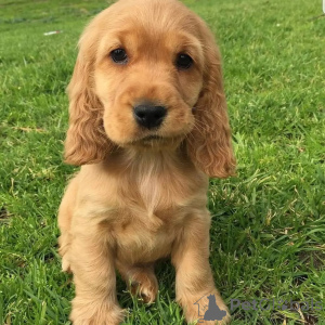Zdjęcie №2 do zapowiedźy № 171706 na sprzedaż  labrador retriever - wkupić się Belgia prywatne ogłoszenie