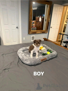 Zdjęcie №1. owczarek australijski - na sprzedaż w Monachium | 4784zł | Zapowiedź №137778