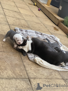 Zdjęcie №2 do zapowiedźy № 131472 na sprzedaż  buldog angielski - wkupić się Belgia prywatne ogłoszenie, hodowca