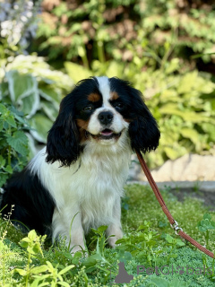Zdjęcie №1. cavalier king charles spaniel - na sprzedaż w Mińsk | negocjowane | Zapowiedź №171113