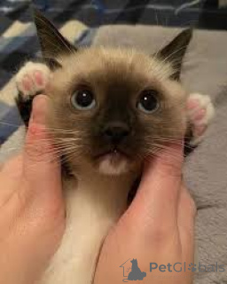 Zdjęcie №3. Adopcja Siamilaiset Kisanpennut. Finlandia