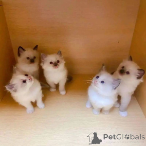 Zdjęcie №2 do zapowiedźy № 138377 na sprzedaż  ragdoll - wkupić się Australia 