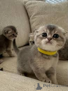 Zdjęcie №2 do zapowiedźy № 172718 na sprzedaż  scottish fold - wkupić się Belgia prywatne ogłoszenie, hodowca