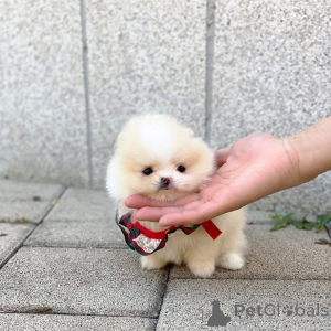 Zdjęcie №3. Dostępne są piękne pomorskie szczenięta. Rejestracja AKC. Stan zdrowia. Belgia