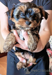 Dodatkowe zdjęcia: Mam do sprzedania uroczego szczeniaka rasy Yorkshire Terrier.