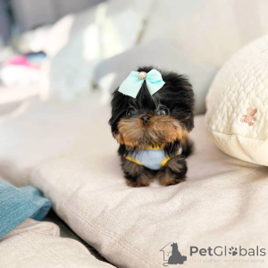 Zdjęcie №1. yorkshire terrier - na sprzedaż w Alberta Beach | negocjowane | Zapowiedź №168103