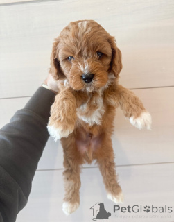 Zdjęcie №4. Sprzedam cavalier king charles spaniel w Zły Vilbel. prywatne ogłoszenie - cena - negocjowane