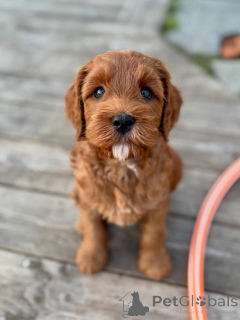 Zdjęcie №1. labradoodle - na sprzedaż w Kolonia | negocjowane | Zapowiedź №174900