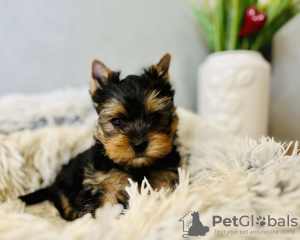 Zdjęcie №1. yorkshire terrier - na sprzedaż w Junkovac | 1465zł | Zapowiedź №75544