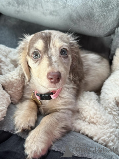 Zdjęcie №2 do zapowiedźy № 163657 na sprzedaż  jamnik - wkupić się Niemcy hodowca