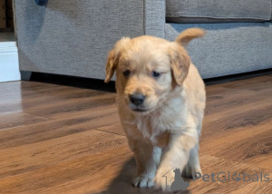 Zdjęcie №4. Sprzedam golden retriever w Corby. prywatne ogłoszenie - cena - negocjowane