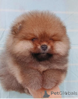Zdjęcie №3. Pomeranian Mini Spitz Purebred / Spitz Nain Poméranien / Pomeranian Mini Spitz. Armenia
