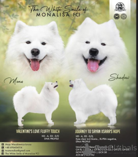 Zdjęcie №2 do zapowiedźy № 135144 na sprzedaż  samojed (rasa psa) - wkupić się Polska hodowca