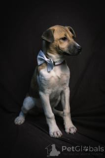 Zdjęcie №2 do zapowiedźy № 134948 na sprzedaż  pies nierasowy - wkupić się Federacja Rosyjska prywatne ogłoszenie